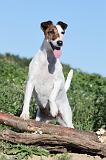 FOX TERRIER POIL LISSE 081